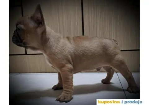 Francuski buldog štenci - 3/4