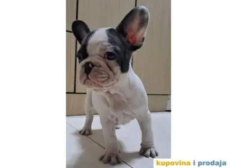 Francuski buldog štenci - 4/4