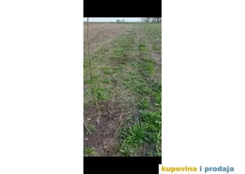 Rumenka plac na prodaju - 2/10