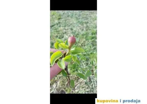 Rumenka plac na prodaju - 5/10