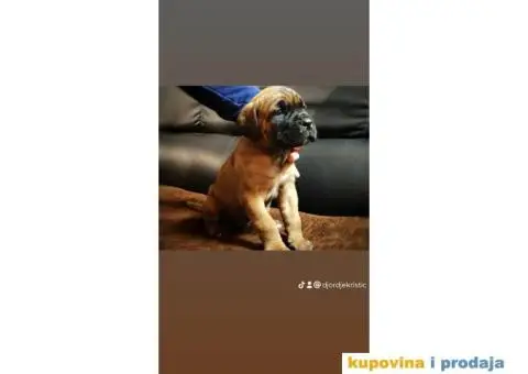 Cane Corso štenci - 1/11
