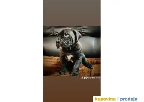 Cane Corso štenci - 2/11