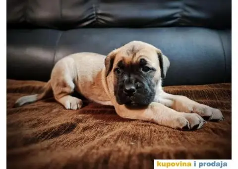 Cane Corso štenci - 3/11