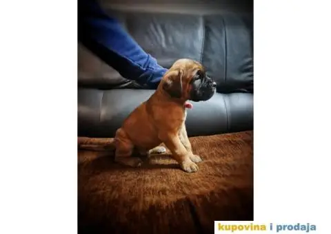 Cane Corso štenci - 4/11