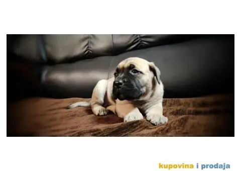 Cane Corso štenci - 5/11