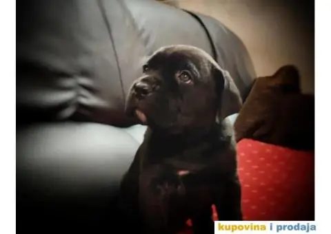 Cane Corso štenci - 6/11