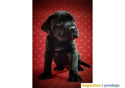 Cane Corso štenci - 7/11