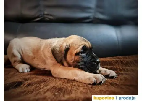 Cane Corso štenci - 8/11