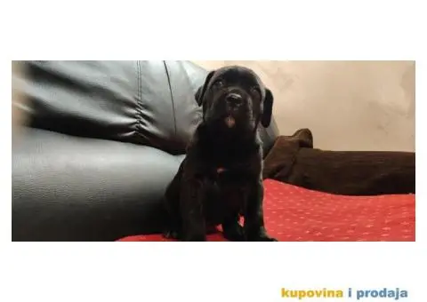 Cane Corso štenci - 9/11