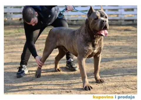 Cane Corso štenci - 10/11