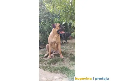 Cane Corso štenci - 11/11