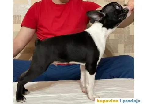 Boston Terijer štenci - 1/3