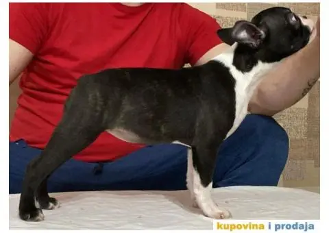 Boston Terijer štenci - 2/3