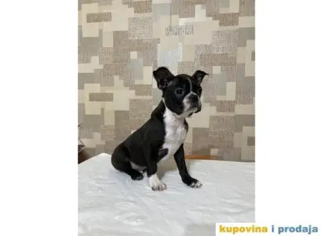 Boston Terijer štenci - 3/3