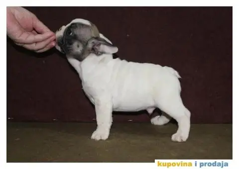 Francuski buldog - 1/10