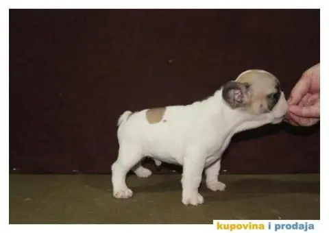 Francuski buldog - 4/10