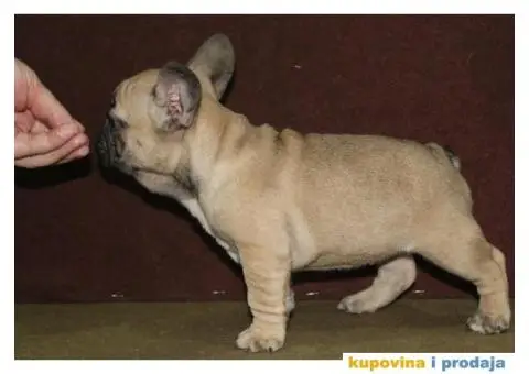 Francuski buldog - 5/10
