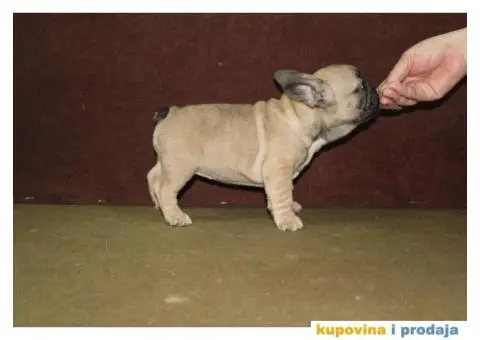Francuski buldog - 6/10