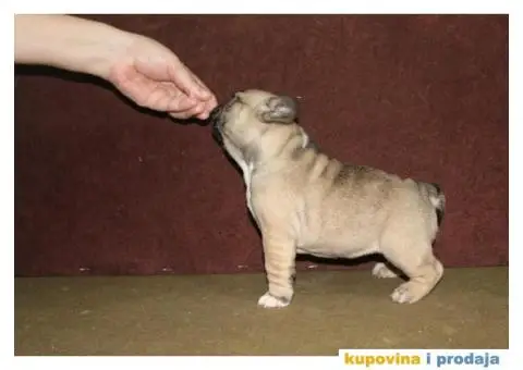 Francuski buldog - 7/10