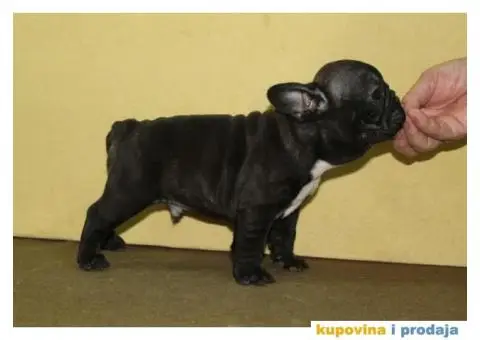 Francuski buldog - 9/10