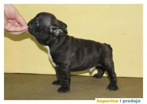 Francuski buldog - 10/10