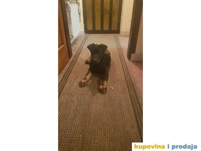 Na poklon stenci kombinacija Doberman tata i Crni vucjak mama - 1