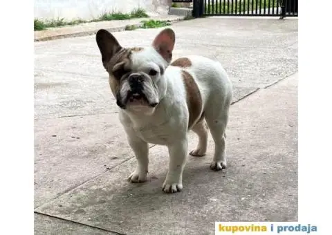 Francuski buldog - 1/4