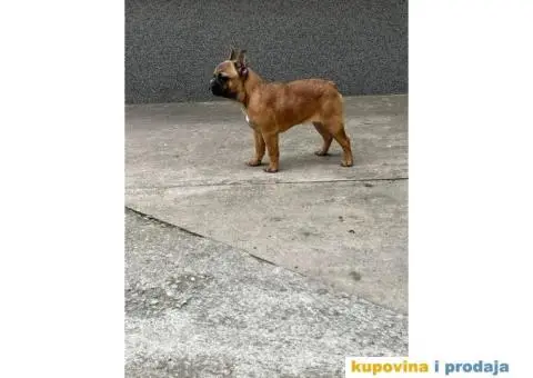 Francuski buldog - 2/4