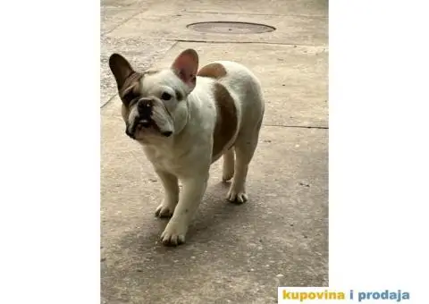 Francuski buldog - 3/4