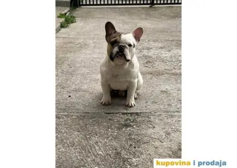 Francuski buldog - 4/4