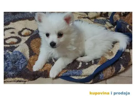 Pomeranski špic - 1/10