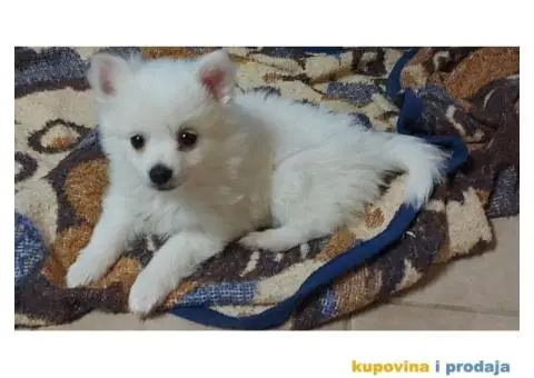 Pomeranski špic - 2/10