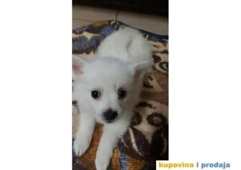 Pomeranski špic - 3/10