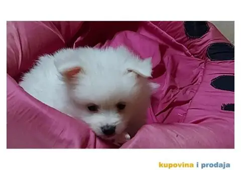 Pomeranski špic - 5/10