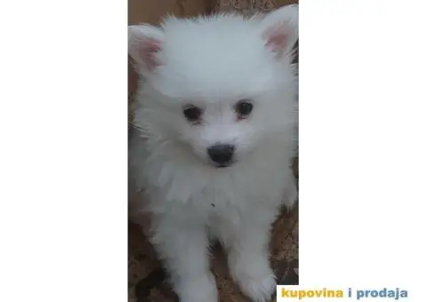 Pomeranski špic - 6/10