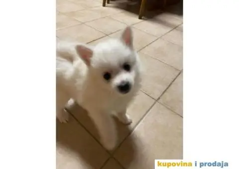 Pomeranski špic - 7/10