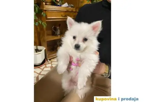 Pomeranski špic - 8/10