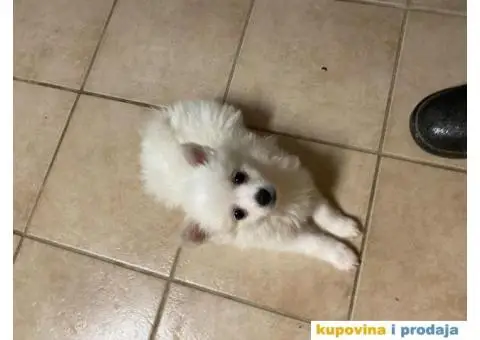 Pomeranski špic - 9/10