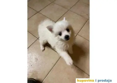 Pomeranski špic - 10/10