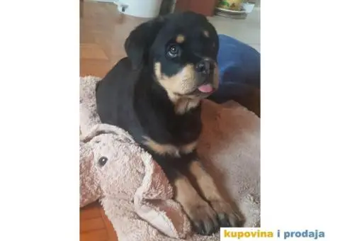 Rotvajler štenci - 1/9