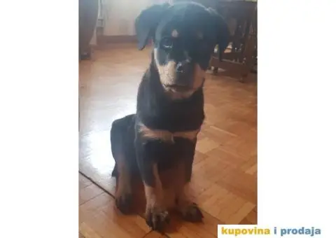 Rotvajler štenci - 2/9