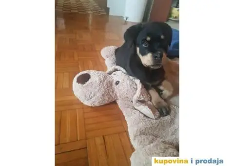 Rotvajler štenci - 3/9