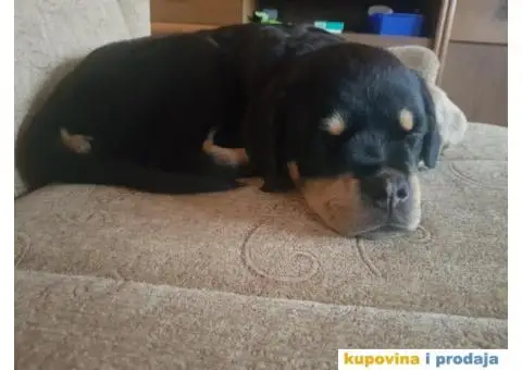 Rotvajler štenci - 4/9