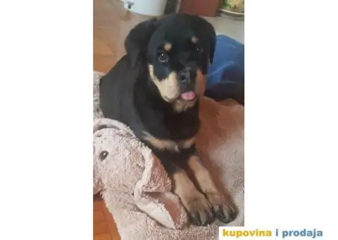 Rotvajler štenci - 5/9