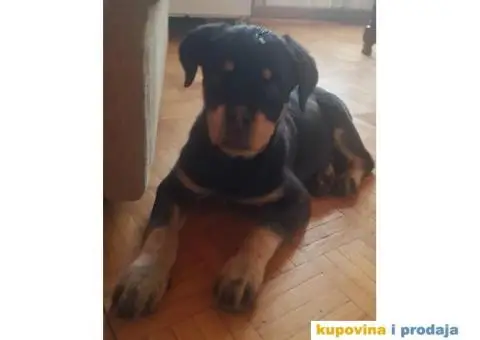 Rotvajler štenci - 6/9