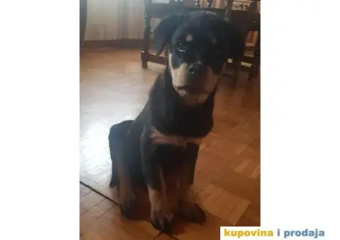 Rotvajler štenci - 7/9