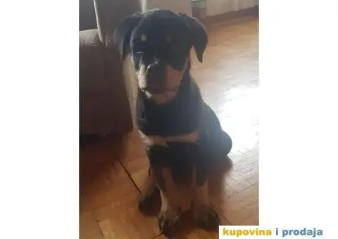 Rotvajler štenci - 8/9