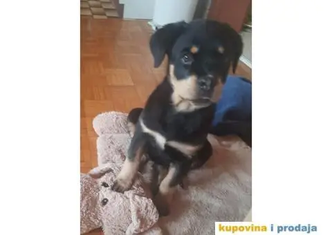 Rotvajler štenci - 9/9