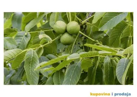 Sadnice kalemljenog oraha, dvogodisnje sadnice!!! - 3/4