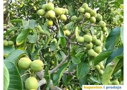 Sadnice kalemljenog oraha, dvogodisnje sadnice!!! - 4/4